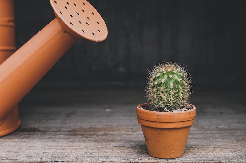 Watering Can and Plants